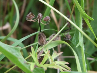 dscf4690